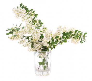 izole kiraz çiçeği.