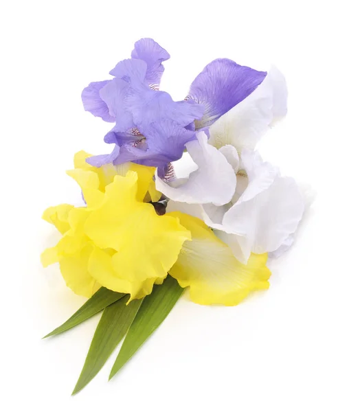 Bouquet of irises. — Stock Photo, Image