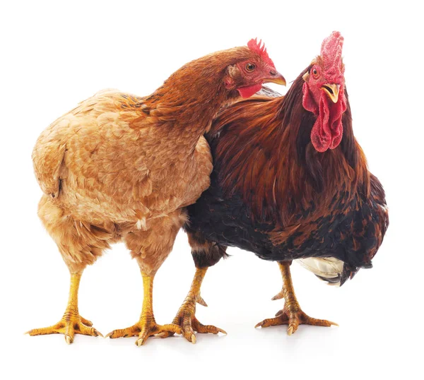 Gallina y polla . — Foto de Stock