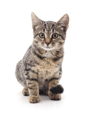 izole küçük kedi yavrusu.