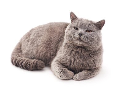 Gri kedi izole.