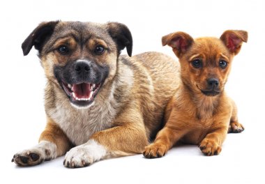 dos cachorros de chihuahua aislado .