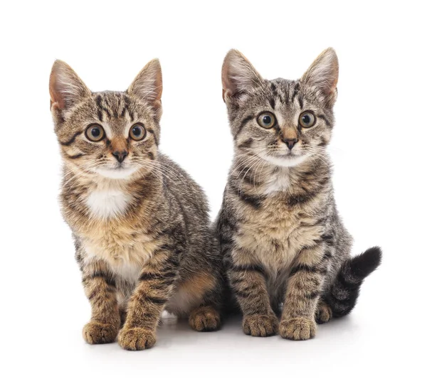 Two little kittens. — Stock Photo, Image