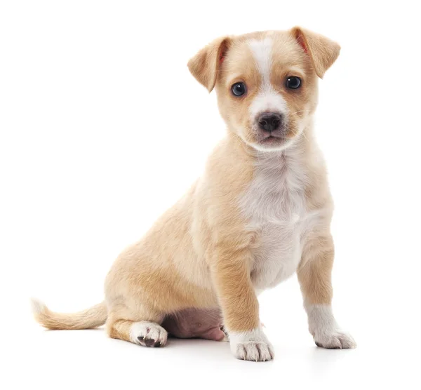 Bruin pup geïsoleerd. — Stockfoto