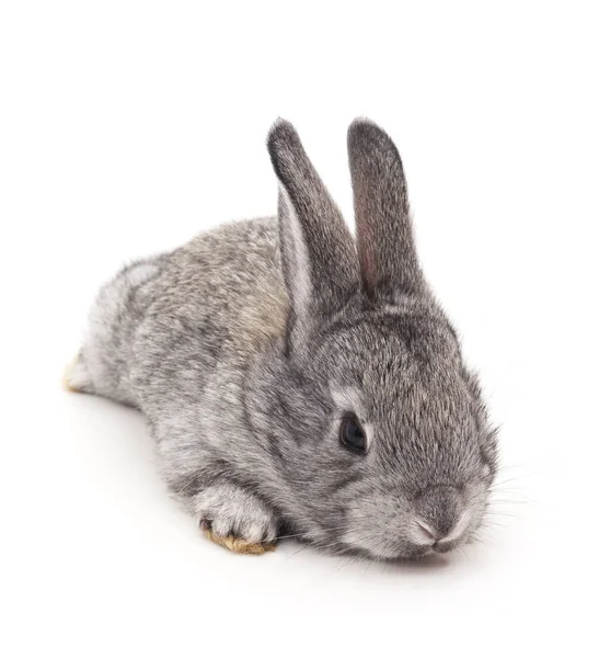 One gray bunny. — Stock Photo, Image