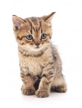 izole küçük kedi yavrusu.