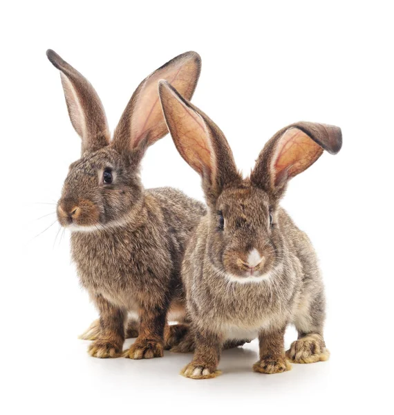 Dva králíky, samostatný. — Stock fotografie
