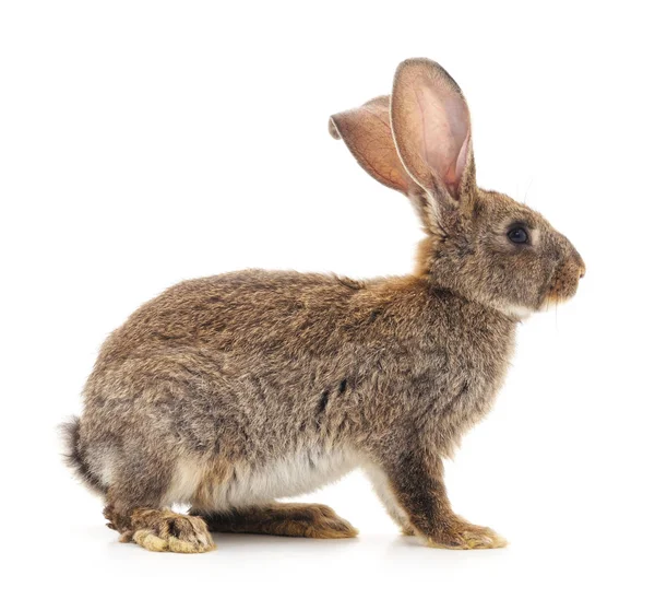 Brauner Hase isoliert. — Stockfoto