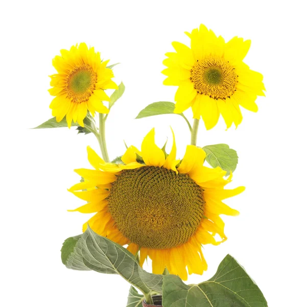 Fleurs tournesols isolés . — Photo