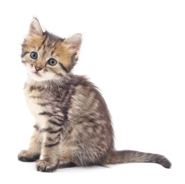 Pequeno gatinho isolado . — Fotografia de Stock