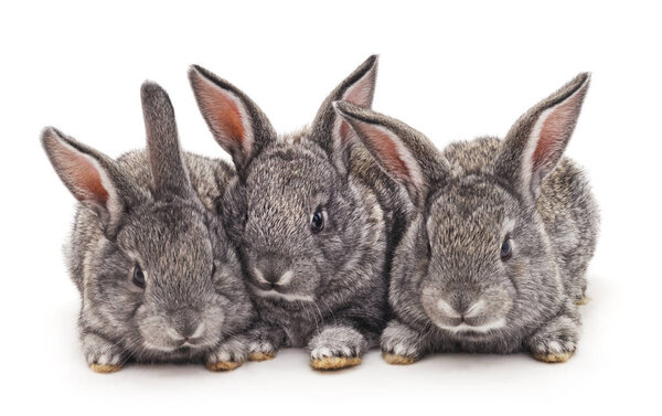 Three rabbits isolated.