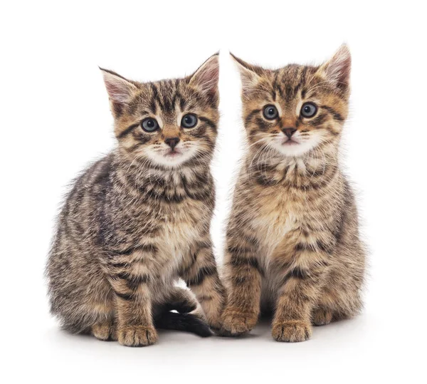 Two little kittens. Royalty Free Stock Images