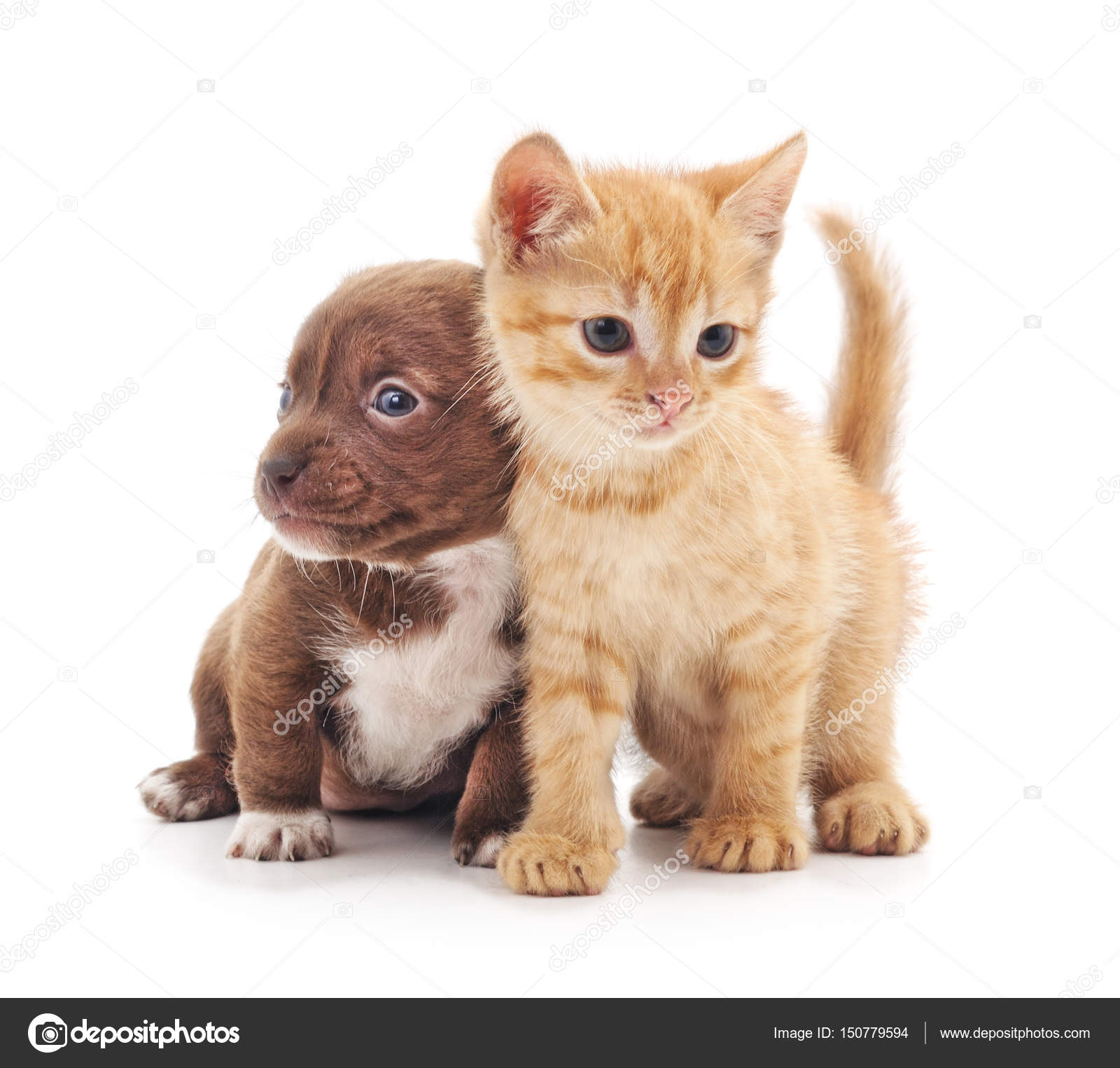 Yavru kedi ve köpek yavrusu. Stok fotoğrafçılık ©Voren1 Telifsiz