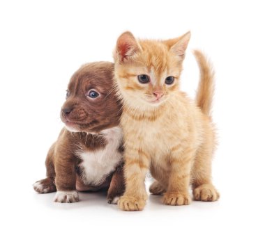 yavru kedi ve köpek yavrusu.