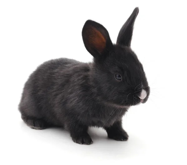 Black rabbit isolated. — Stock Photo, Image