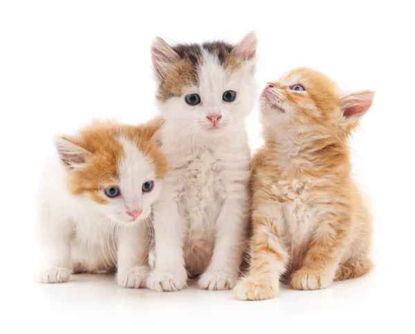 Three kittens isolated. — Stock Photo, Image