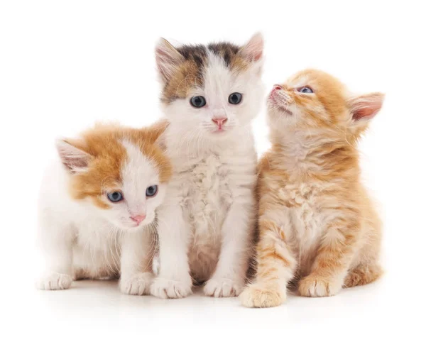Tři koťátka, samostatný. Stock Obrázky