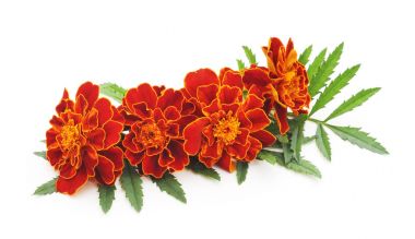 Marigolds buket.