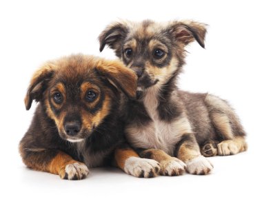 dos cachorros de chihuahua aislado.