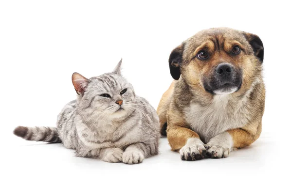 Kočka a pes. — Stock fotografie