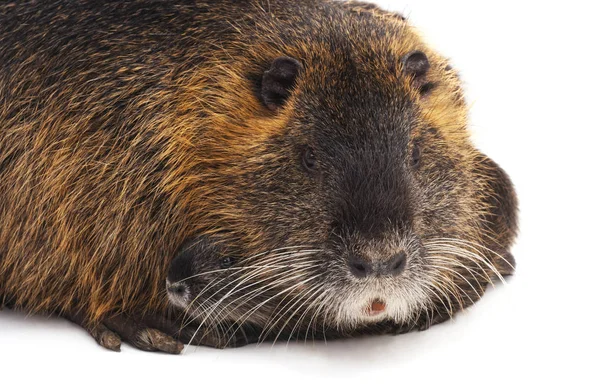 Nutria med barn. — Stockfoto