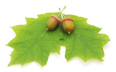 Meşe palamudu yapraklarda.