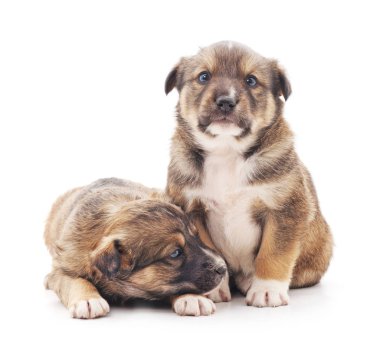 Küçük yavru izole.