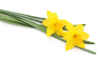 İzole sarı nergis.