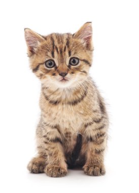 izole küçük kedi yavrusu.