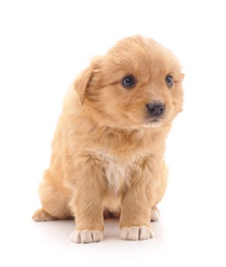 Küçük köpek izole.