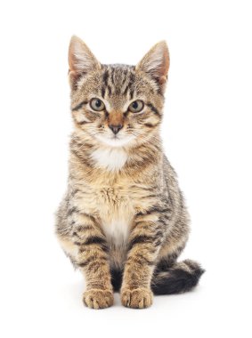 izole küçük kedi yavrusu.