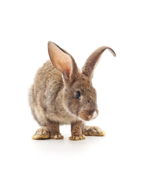 Brauner Hase isoliert. — Stockfoto