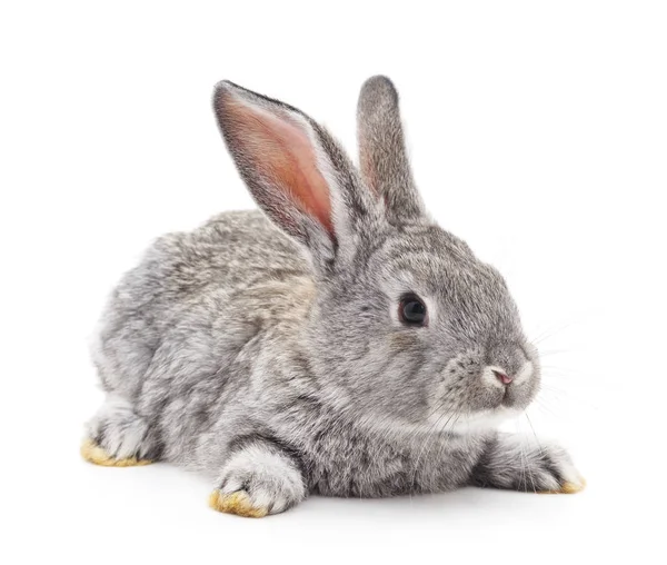 One gray rabbit. — Stock Photo, Image