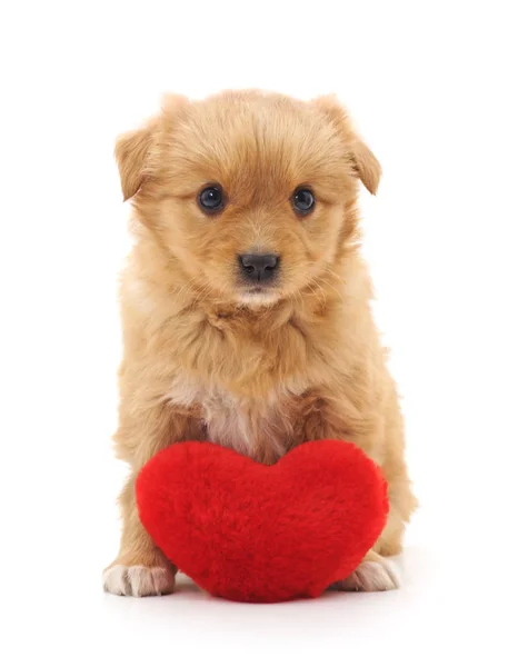 Cucciolo con cuore giocattolo . — Foto Stock