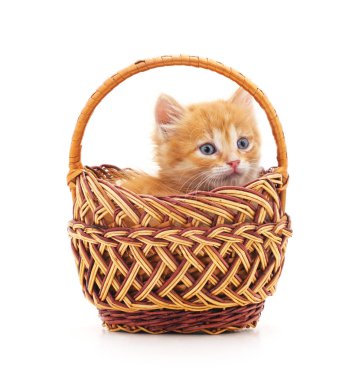 Sepetteki küçük kedi yavrusu.