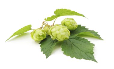 Yeşil atlama izole.