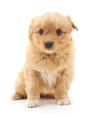 İzole kahverengi köpek yavrusu.