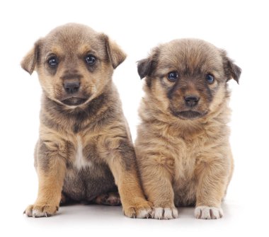 dos cachorros de chihuahua aislado.