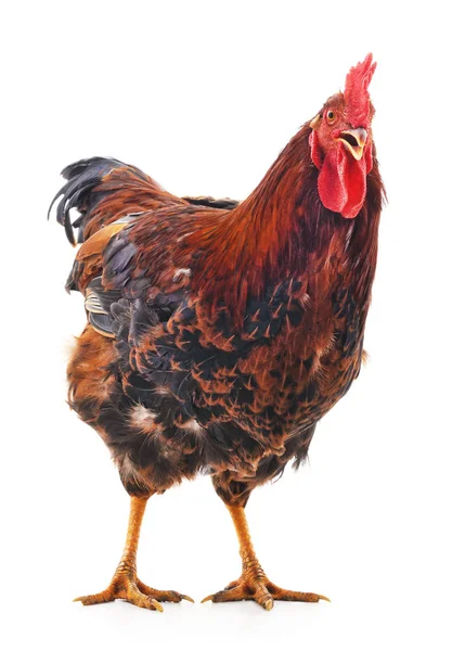 Red rooster isolated. — Stock Photo, Image