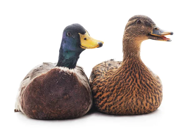 Dois patos selvagens . — Fotografia de Stock
