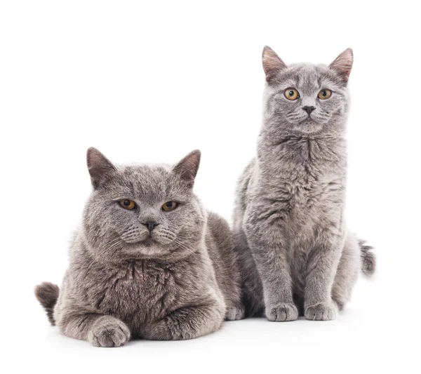 Dois gatos cinzentos . — Fotografia de Stock