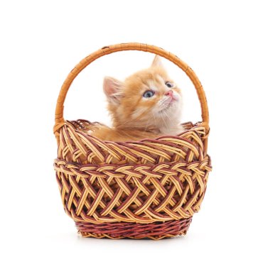 Sepetteki küçük kedi yavrusu.