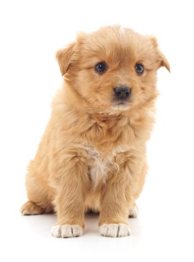 İzole kahverengi köpek yavrusu.