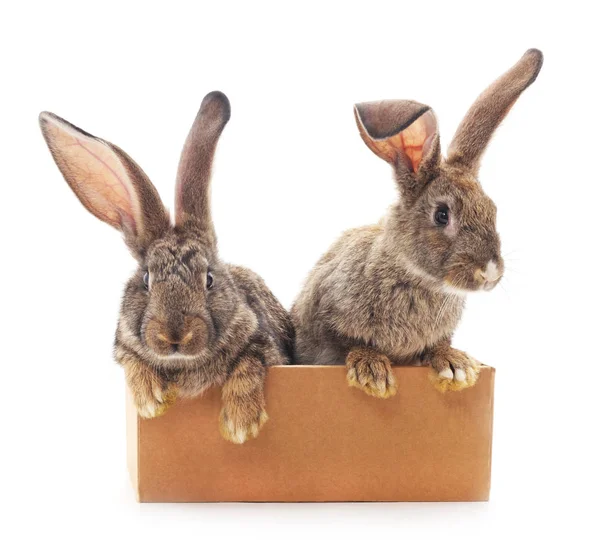 Zwei Kaninchen in einer Box. — Stockfoto