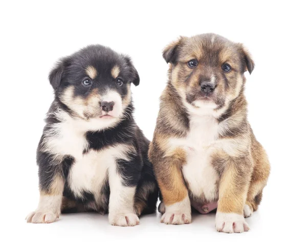 Cachorros pequenos isolados . — Fotografia de Stock