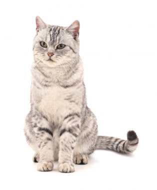 Gri kedi izole.