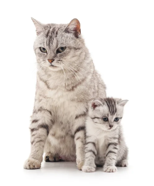 stock image Mom cat with kitten.