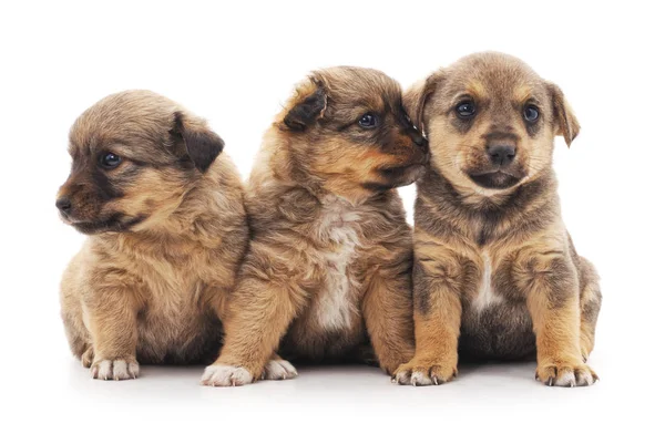 Três cachorros isolados . — Fotografia de Stock