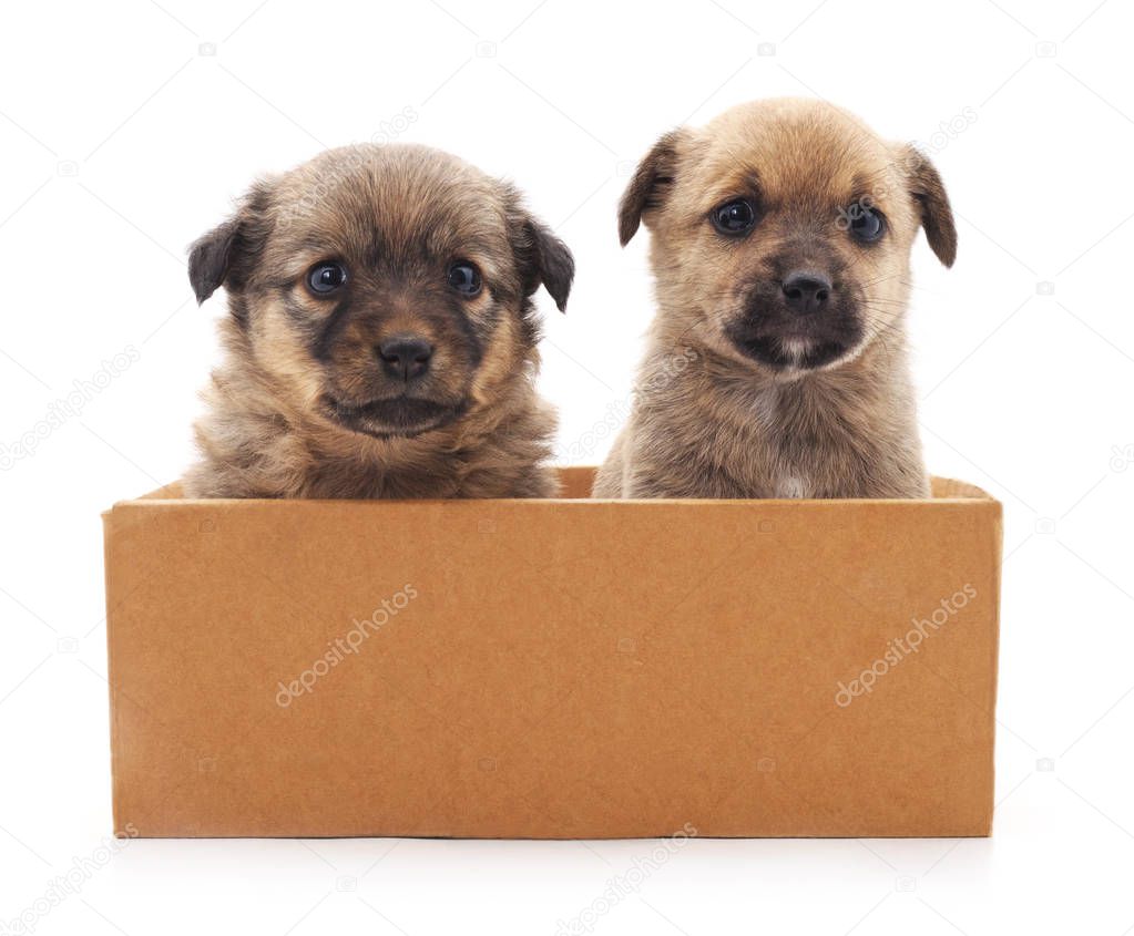 Two puppies in a box.