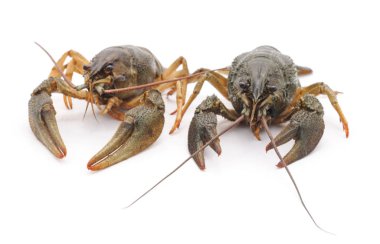 İki crayfishes izole.